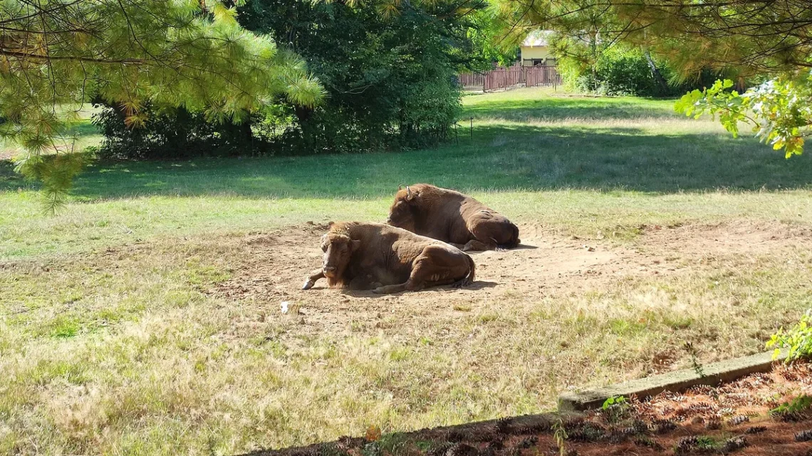 Zubři evropští odpočívají ve výběhu Zooparku Chomutov pod borovicemi
