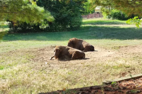 Zubři evropští odpočívají ve výběhu Zooparku Chomutov pod borovicemi