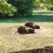 Zubři evropští odpočívají ve výběhu Zooparku Chomutov pod borovicemi