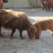 Skotský náhorní skot s mládětem ve výběhu Zooparku Vyškov