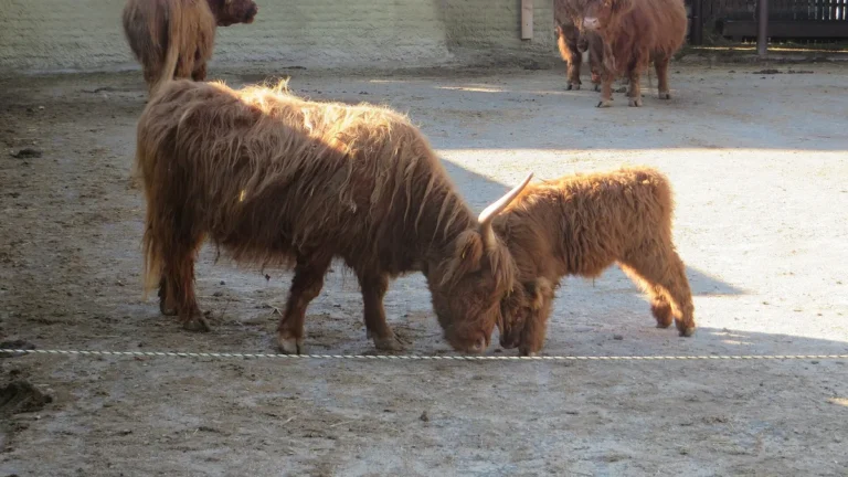 Skotský náhorní skot s mládětem ve výběhu Zooparku Vyškov